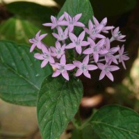 Pentas lanceolata (Forssk.) Deflers